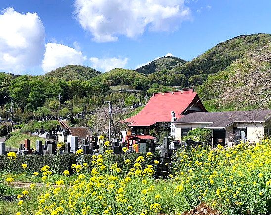 伊勢原の自然の中、菜の花に埋もれた伊勢原法泉寺